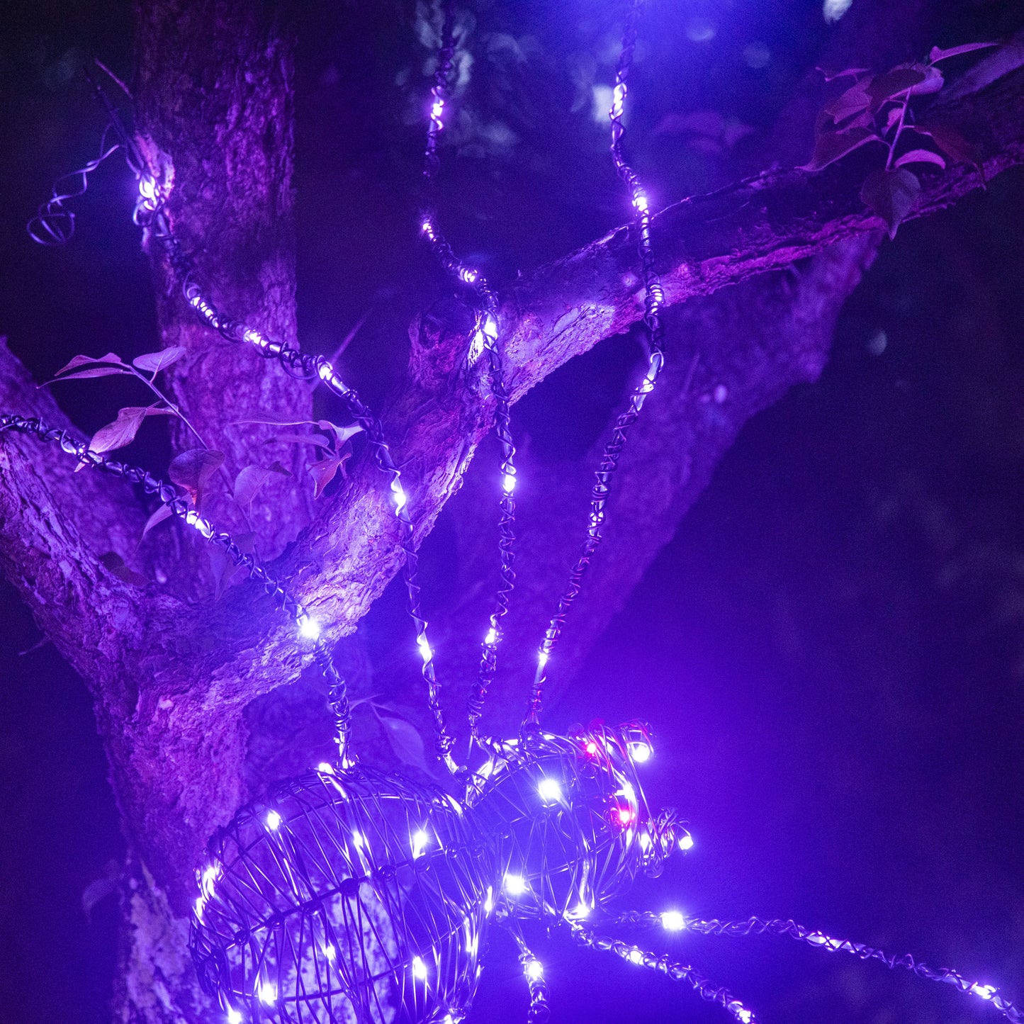 EAMBRITE 5 英尺万圣节巨型蜘蛛,户外点亮蜘蛛,带 84 个 LED 紫色灯